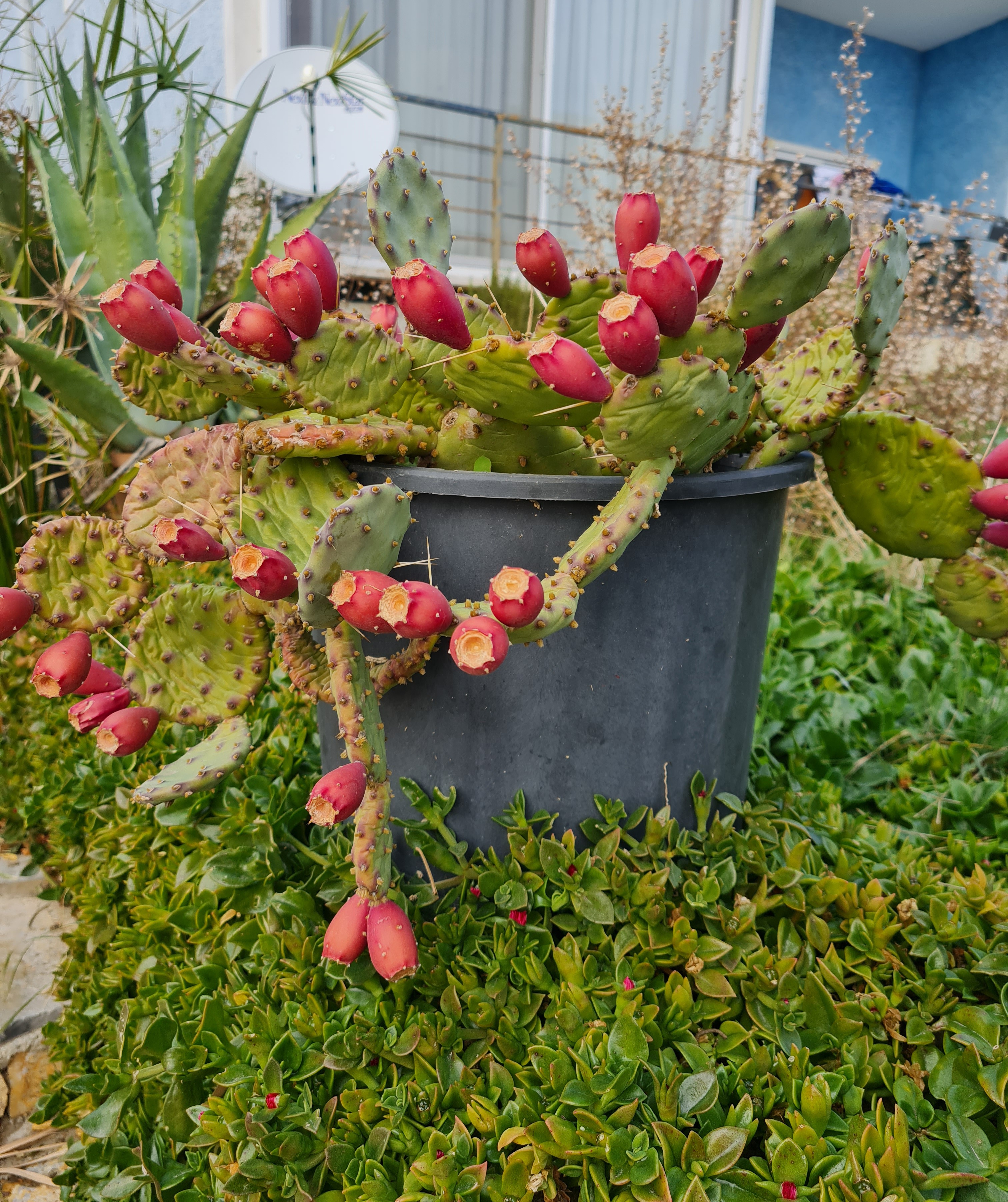 Derimiz içimizdeki yaraların görünür hâlidir.